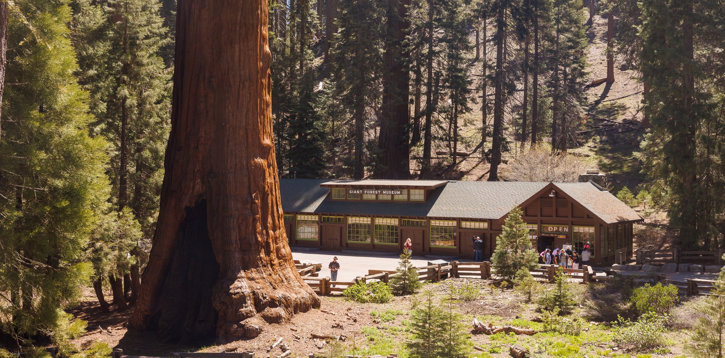 Sequoia — MML